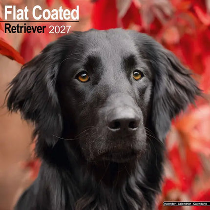 Avonside Flatcoated Retriever Kalender 2027