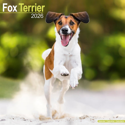 Avonside Fox Terrier Kalender 2026