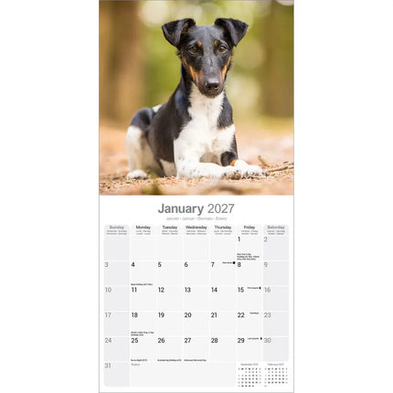 Avonside Fox Terrier Kalender 2027