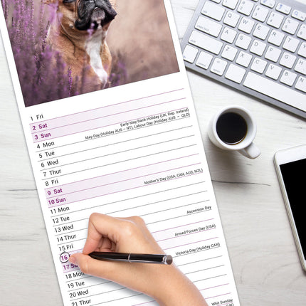 Avonside Franse Bulldog Kalender 2026 Slimline