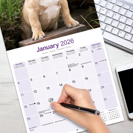 Avonside Franse Bulldog Kalender 2027