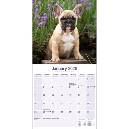 Avonside Franse Bulldog Kalender 2027