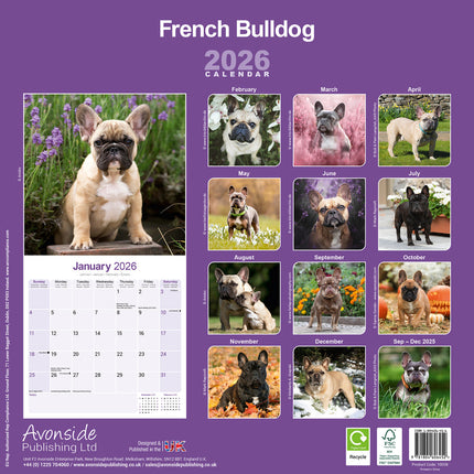 Avonside Franse Bulldog Kalender 2027