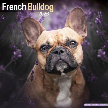 Avonside Franse Bulldog Kalender 2027
