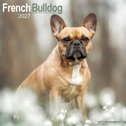 Avonside Franse Bulldog Kalender 2027