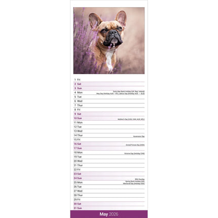 Avonside Franse Bulldog Kalender 2027 Slimline