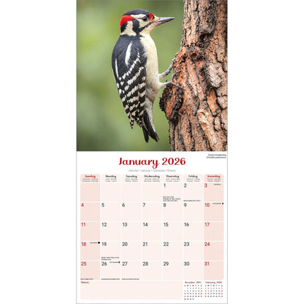 Avonside Garden Birds Kalender 2026