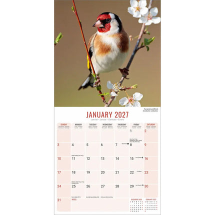 Avonside Garden Birds Kalender 2027