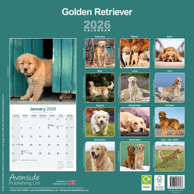 Avonside Golden Retriever Kalender 2026