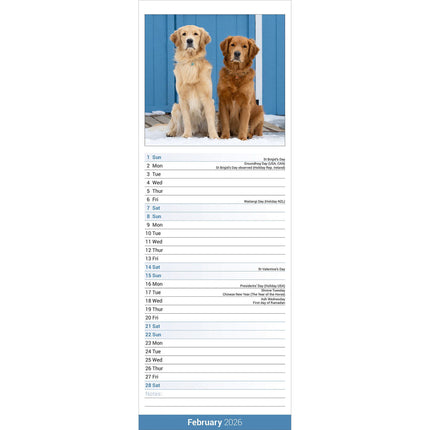 Avonside Golden Retriever Kalender 2026 Slimline