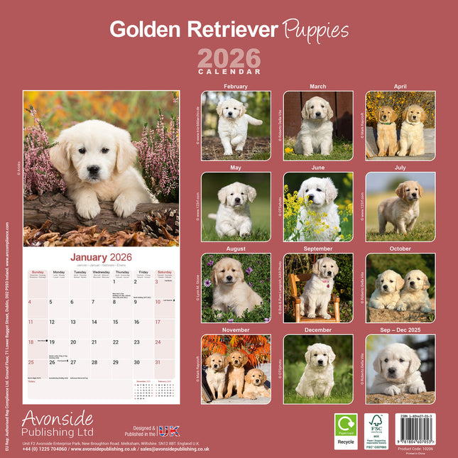 Avonside Golden Retriever Kalender Puppies 2026