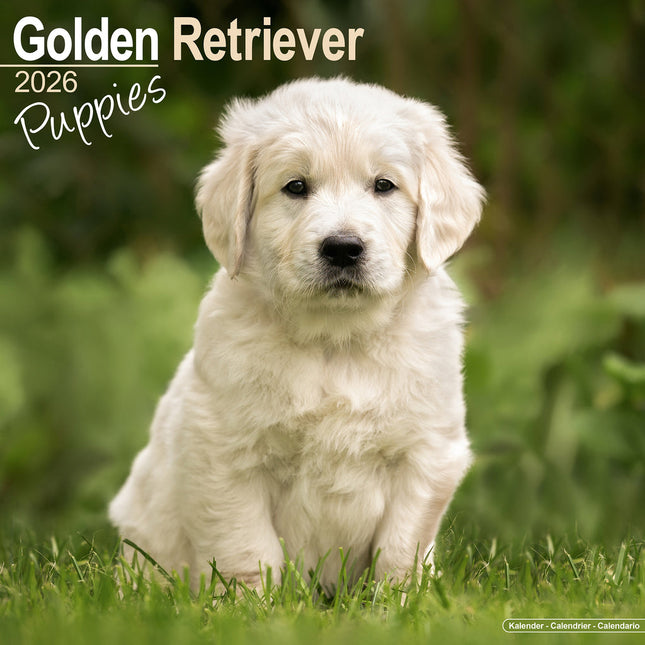 Avonside Golden Retriever Kalender Puppies 2026