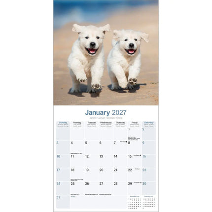 Avonside Golden Retriever Kalender Puppies 2027