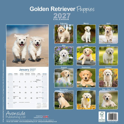 Avonside Golden Retriever Kalender Puppies 2027