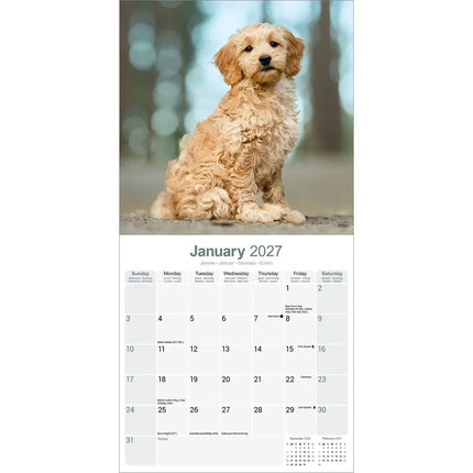 Avonside Goldendoodle Kalender 2027