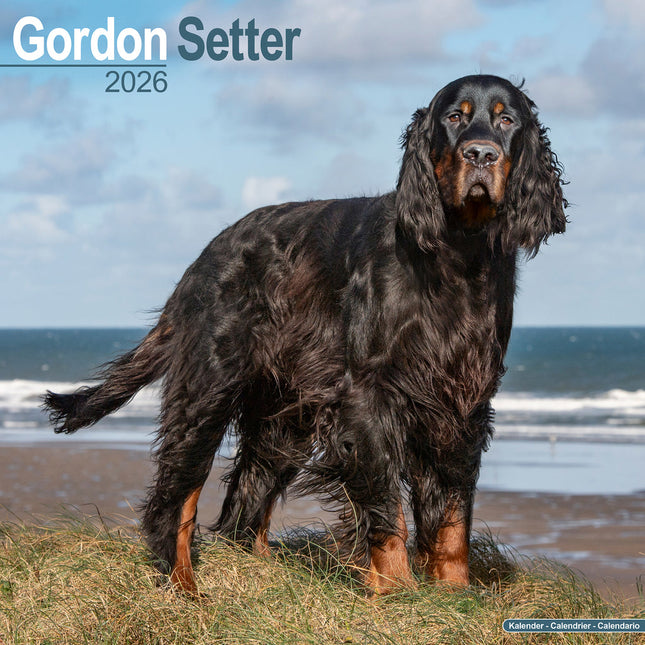 Avonside Gordon Setter Kalender 2026