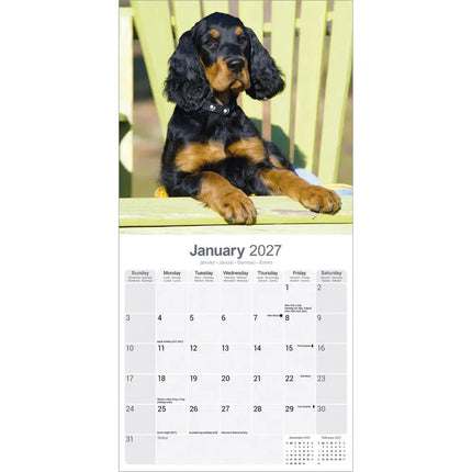 Avonside Gordon Setter Kalender 2027