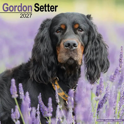 Avonside Gordon Setter Kalender 2027