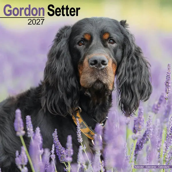 Avonside Gordon Setter Kalender 2027