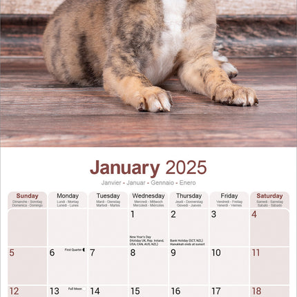 Avonside Greyhound Kalender 2025