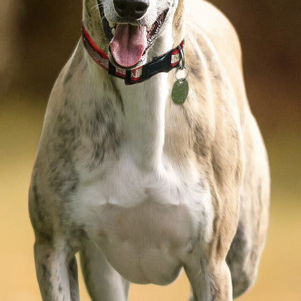 Avonside Greyhound Kalender 2025 Slimline