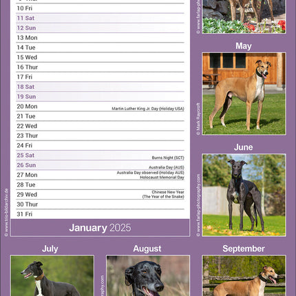 Avonside Greyhound Kalender 2025 Slimline