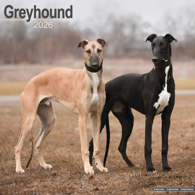 Avonside Greyhound Kalender 2026