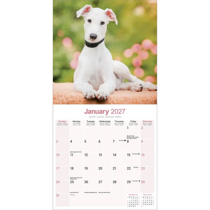 Avonside Greyhound Kalender 2027