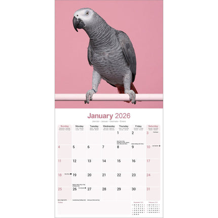 Avonside Grijze Roodstaart Kalender 2026
