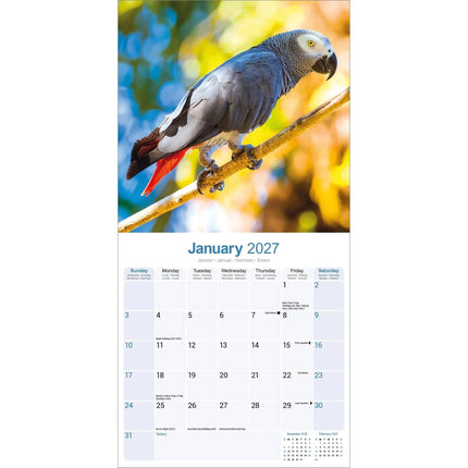 Avonside Grijze Roodstaart Kalender 2027