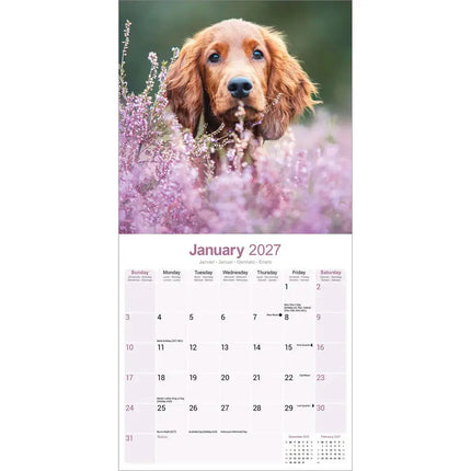 Avonside Ierse Setter Kalender 2027