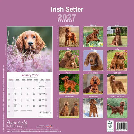Avonside Ierse Setter Kalender 2027