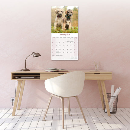 Avonside Ierse Wolfshond Kalender 2026