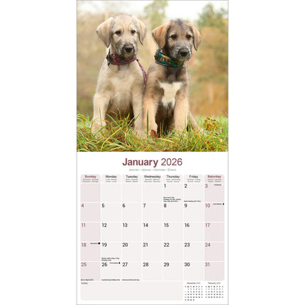 Avonside Ierse Wolfshond Kalender 2026