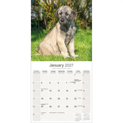 Avonside Ierse Wolfshond Kalender 2027