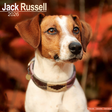 Avonside Jack Russell Terrier Kalender 2026