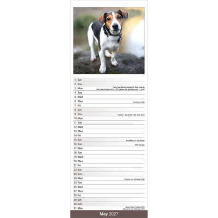 Avonside Jack Russell Terrier Kalender 2027 Slimline