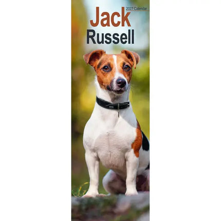 Avonside Jack Russell Terrier Kalender 2027 Slimline