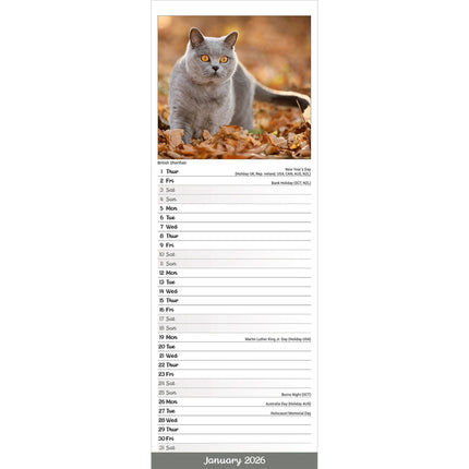 Avonside Katten Kalender 2026 Slimline