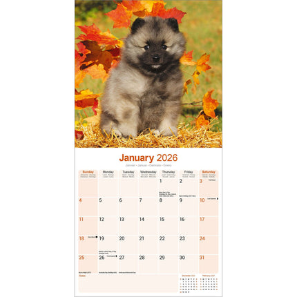 Avonside Keeshond Kalender 2026