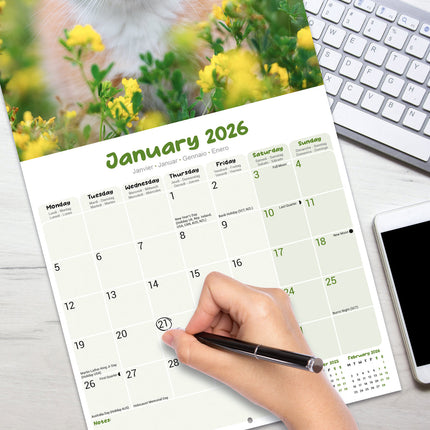 Avonside Kittens Kalender 2027