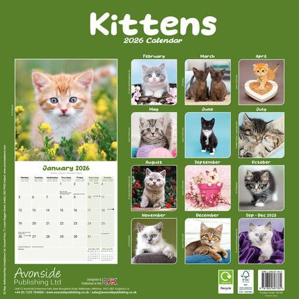 Avonside Kittens Kalender 2027