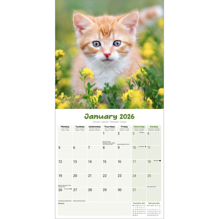 Avonside Kittens Kalender 2027