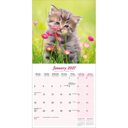 Avonside Kittens Kalender 2027