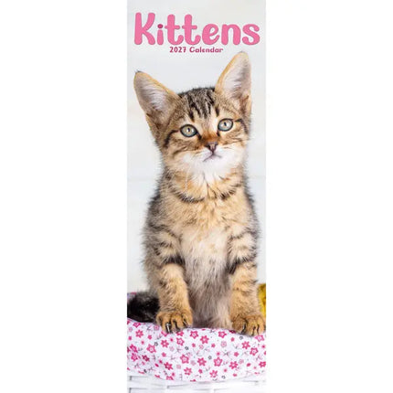 Avonside Kittens Kalender 2027 Slimline