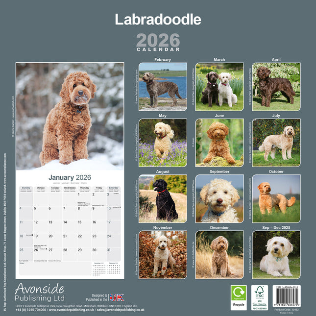 Avonside Labradoodle Kalender 2026