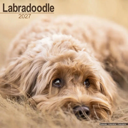 Avonside Labradoodle Kalender 2027