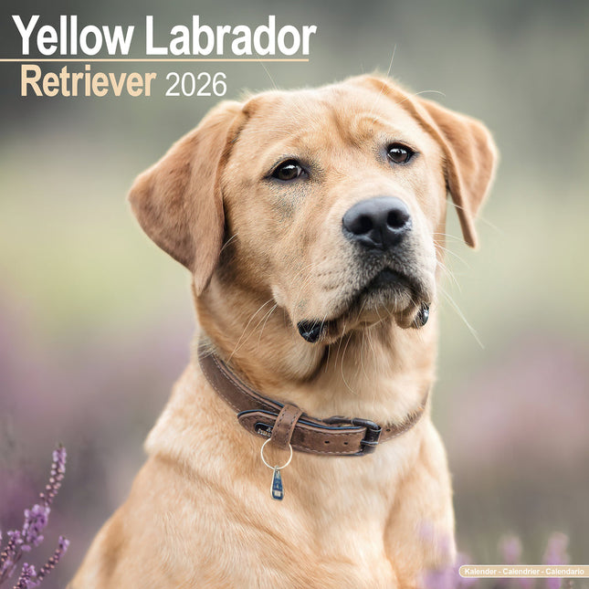 Avonside Labrador Retriever Blond Kalender 2026