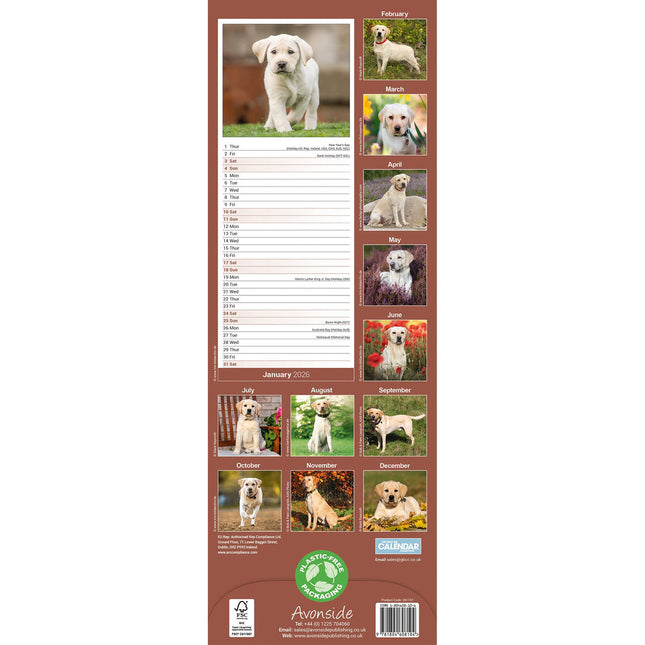 Avonside Labrador Retriever Blond Kalender 2026 Slimline