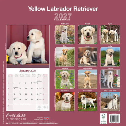 Avonside Labrador Retriever Blond Kalender 2027